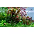 Echinodorus Red Diamond - TROPICA (koszyk)