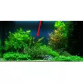 Echinodorus Red Diamond - TROPICA (koszyk)