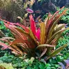 Echinodorus Red Diamond - TROPICA (koszyk)