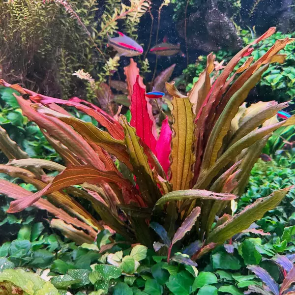 Echinodorus Red Diamond - TROPICA (koszyk)