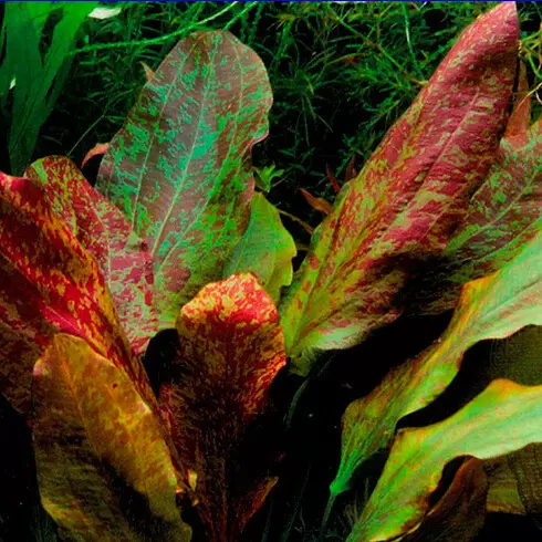 Echinodorus Red Flame - RA koszyk du�y XXL