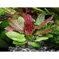 Echinodorus Red Flame - RA koszyk du�y XXL