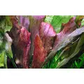 Echinodorus Red Flame - RA koszyk du�y XXL