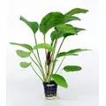 Echinodorus Red Flame - RA koszyk du�y XXL