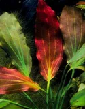 Echinodorus Red Indian - RATAJ (koszyk)
