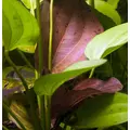 Echinodorus Red Indian - RATAJ (koszyk)