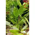 Echinodorus Reiners Felix - RA koszyk XXL