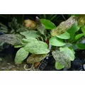 Echinodorus Reiners Kitty - RA koszyk XXL