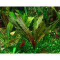 Echinodorus Reiners Kitty - RA koszyk XXL