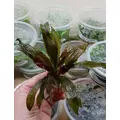 Echinodorus Reni - (koszyk XXL)