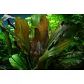 Echinodorus Reni - (koszyk XXL)