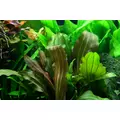 Echinodorus Reni - (koszyk XXL)