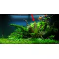 Echinodorus Reni - (koszyk XXL)