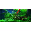 Echinodorus Reni - (koszyk XXL)