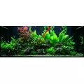 Echinodorus Reni - (koszyk XXL)