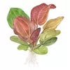 Echinodorus Reni - TROPICA (koszyk)