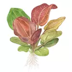 Echinodorus Reni - TROPICA (koszyk)