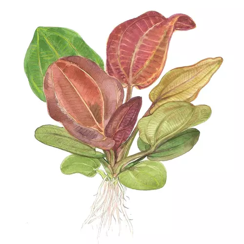 Echinodorus Reni - TROPICA (koszyk)