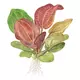 Echinodorus Reni - TROPICA (koszyk)