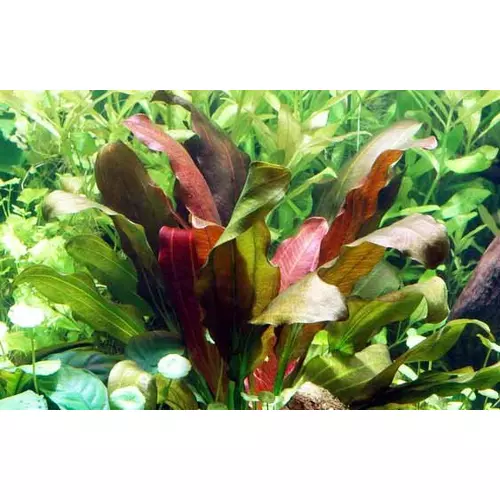 Echinodorus rose