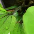 Echinodorus Rose - matecznik TROPICA (koszyk XL)