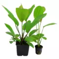 Echinodorus Rose - matecznik TROPICA (koszyk XL)