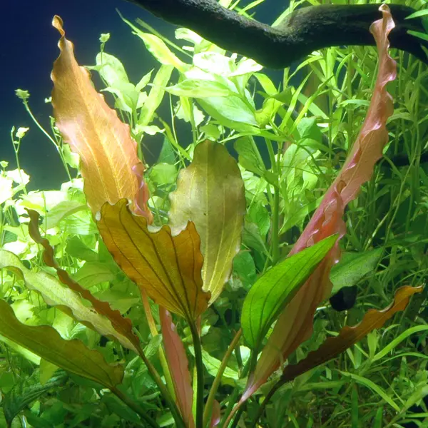Echinodorus Rose - RA koszyk du�y XXL