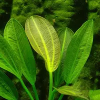 Echinodorus scaber (�abienica szorstka) RA koszyk XXL