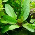 Echinodorus schlueteri Leopard (�abienica Schluetera) - RA koszyk XXL