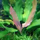 Echinodorus tricolor - RA koszyk du�y XXL