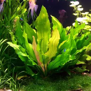 Echinodorus Tricolor - RATAJ (koszyk)
