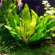Echinodorus Tricolor - RATAJ (koszyk)