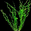 Echinodorus vesuvius - RA koszyk du�y XXL  RARYTAS!