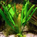 Echinodorus Witin - RATAJ (koszyk)