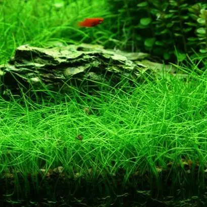 Eleocharis acicularis (in-vitro) puszka 10cm XXL