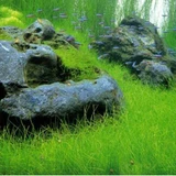 Eleocharis acicularis - RATAJ (koszyk)