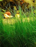 Eleocharis acicularis - RATAJ (koszyk)