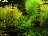 Eleocharis acicularis - RATAJ (koszyk)