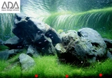 Eleocharis acicularis - RATAJ (koszyk)