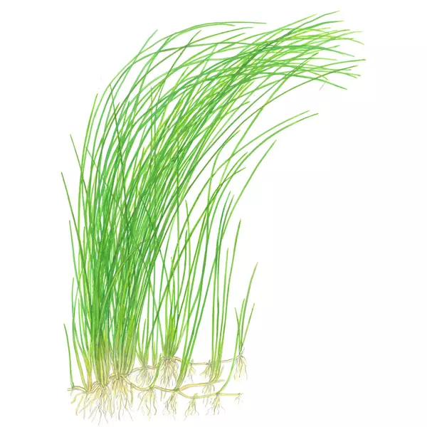 Eleocharis montevidensis TROPICA (koszyk)