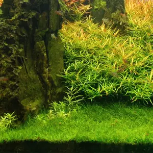 Eleocharis parvula (in-vitro) puszka 7cm (porcja)