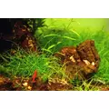 Eleocharis parvula - RATAJ (koszyk)