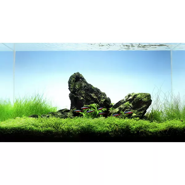 Eleocharis parvula - TROPICA (koszyk)