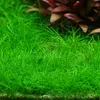 Eleocharis sp. mini - koszyk XXL