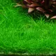 Eleocharis sp. mini - koszyk XXL