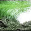 Eleocharis vivipara - RA koszyk XXL
