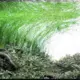 Eleocharis vivipara - RA koszyk XXL