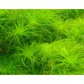 Eriocaulon setaceum (koszyk)