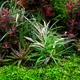 Eriocaulon sp. vietnam - TROPICA (koszyk) - NOWO�� !!!