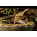 Exo Terra Aztec Water Dish S - miska na wod� [7,5x2,5cm]